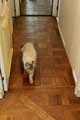 Parquet Chantilly in this corridor